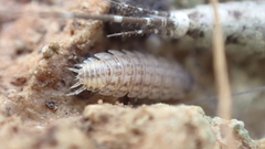 Protracheoniscus kalymnius