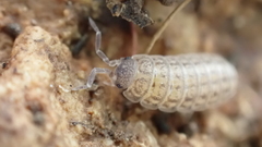 Protracheoniscus kalymnius