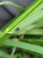 Deraeocoris maoricus