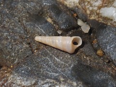 Colpospira guillaumei