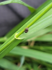 Deraeocoris maoricus