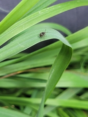 Deraeocoris maoricus