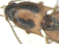 Conoderus auritus