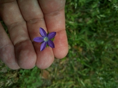 Triodanis perfoliata