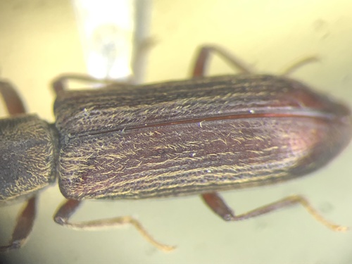 Lyctus opaculus