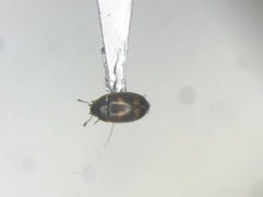 Litargus tetraspilotus