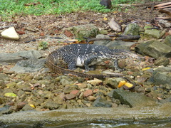 Varanus salvator salvator