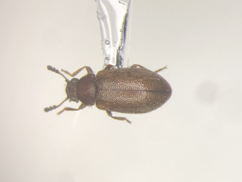 Paratenetus exutus