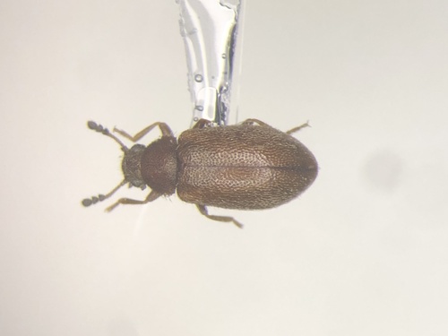 Paratenetus exutus