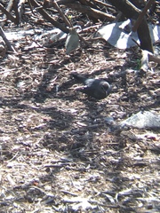 Dumetella carolinensis