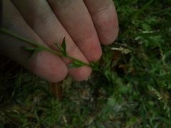 Triodanis perfoliata