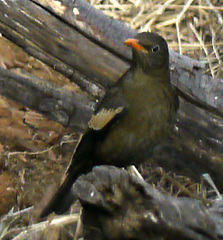 Turdus boulboul