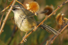 Prinia superciliaris