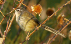 Prinia superciliaris