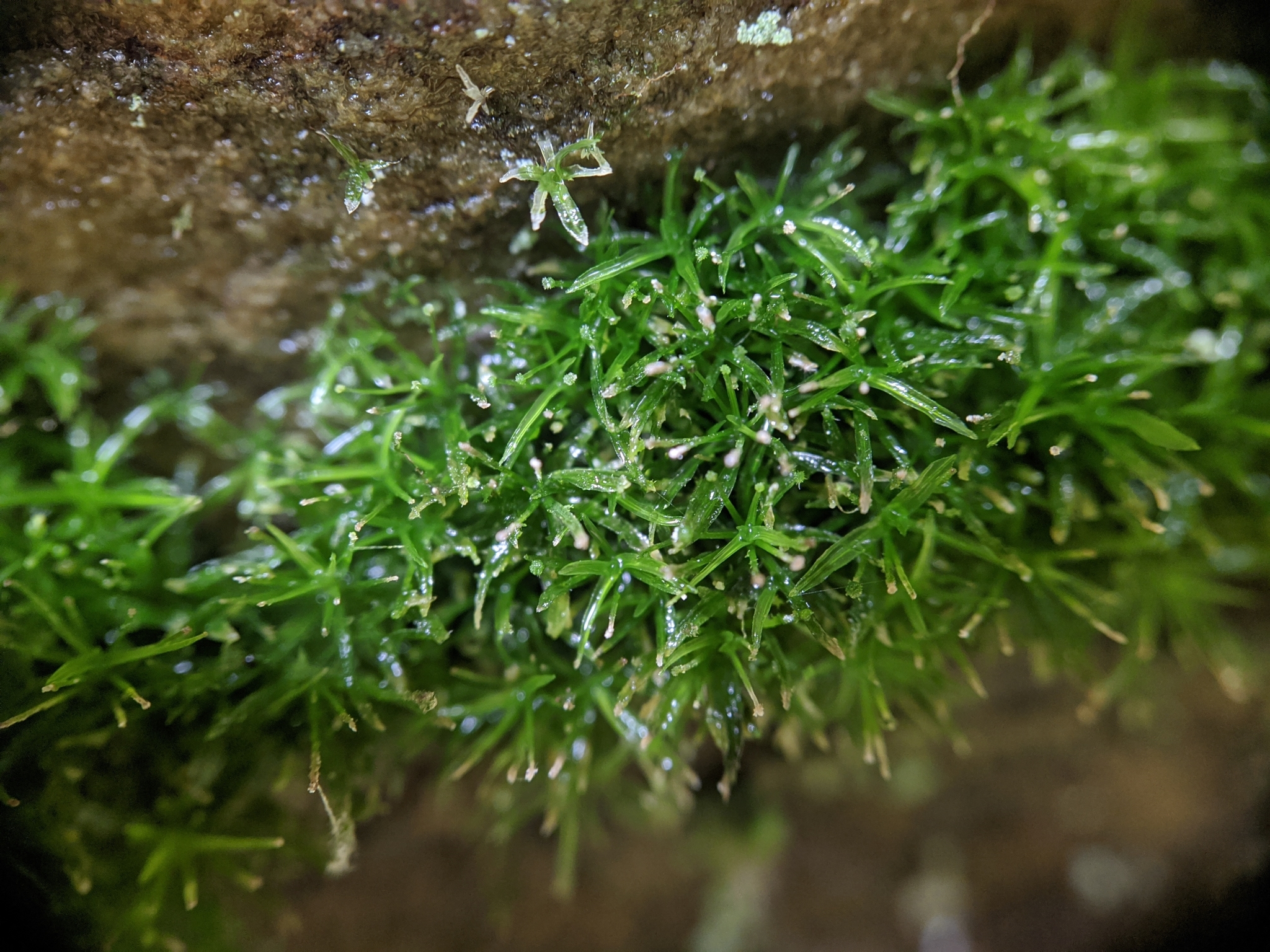 Syrrhopodon texanus