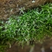 Texas Syrrhopodon Moss - Photo (c) Josh Wigal, some rights reserved (CC BY-NC), uploaded by Josh Wigal