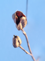 Pilosella aurantiaca