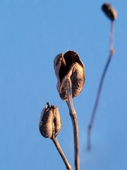 Pilosella aurantiaca