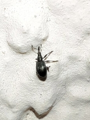 Aplemonina