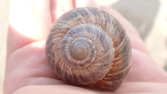 Helix cincta