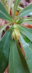 Euphorbia amygdaloides