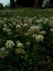 Trifolium repens