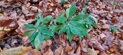 Euphorbia amygdaloides