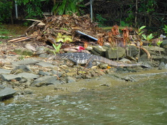 Varanus salvator salvator