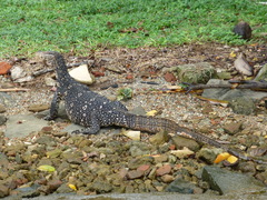 Varanus salvator salvator