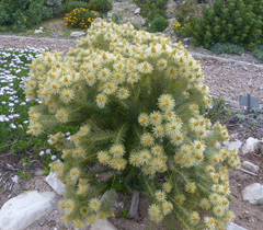 Phylica pubescens