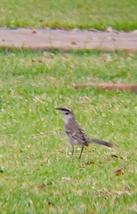 Mimus longicaudatus