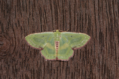 Metallochlora lineata