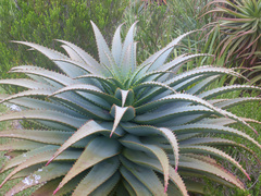 Aloe arborescens × ferox