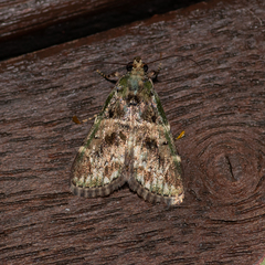 Orthaga atribasalis