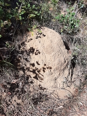 Nasutitermes exitiosus