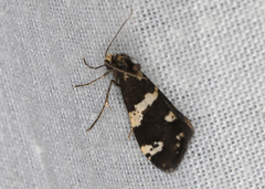 Lepidoscia tyrobathra