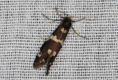 Lepidoscia tyrobathra