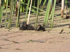 Fulica rufifrons