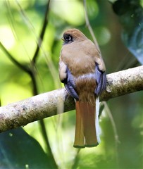 Trogon collaris heothinus