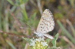 Zabuella tenellus