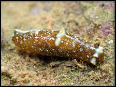 Spinoaglaja orientalis