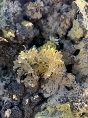 Ramalina canariensis