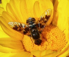 Thyridanthrax nugator