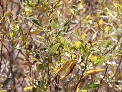 Iva frutescens