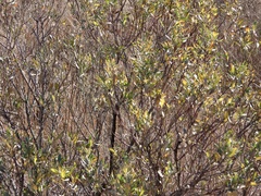 Iva frutescens