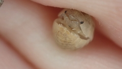 Armadillidium marmoratum