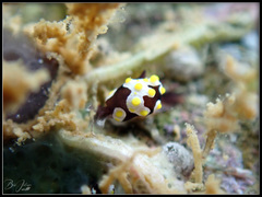 Colpodaspis thompsoni