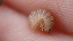 Armadillidium marmoratum