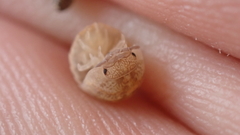 Armadillidium marmoratum