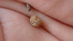 Armadillidium marmoratum